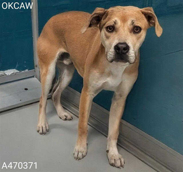 FORREST - Pit Bull Terrier available for adoption