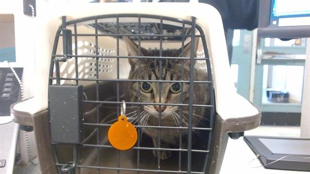 TABITHA - Domestic Short Hair available for adoption