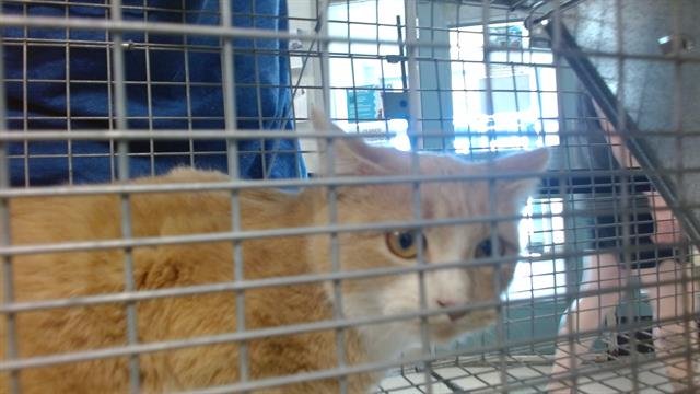 A467738 - Domestic Short Hair available for adoption