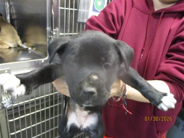 A469094 - American Pit Bull Terrier available for adoption