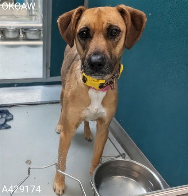 ROSIE - Black Mouth Cur available for adoption