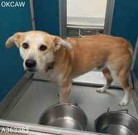 BUDDY - Photo 1