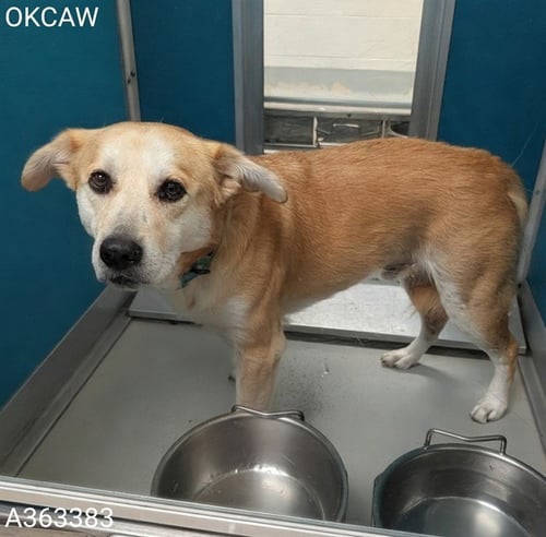 BUDDY - Golden Retriever available for adoption