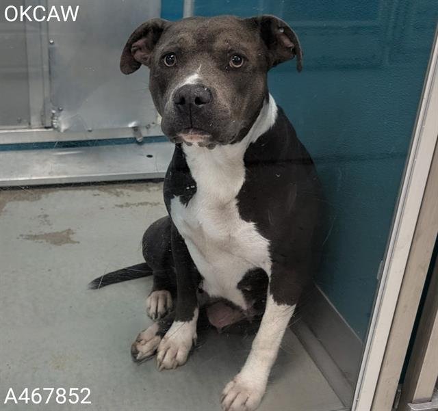 MARGARET - American Pit Bull Terrier available for adoption