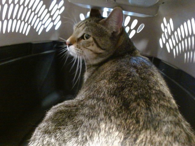 A468821 - Domestic Short Hair available for adoption