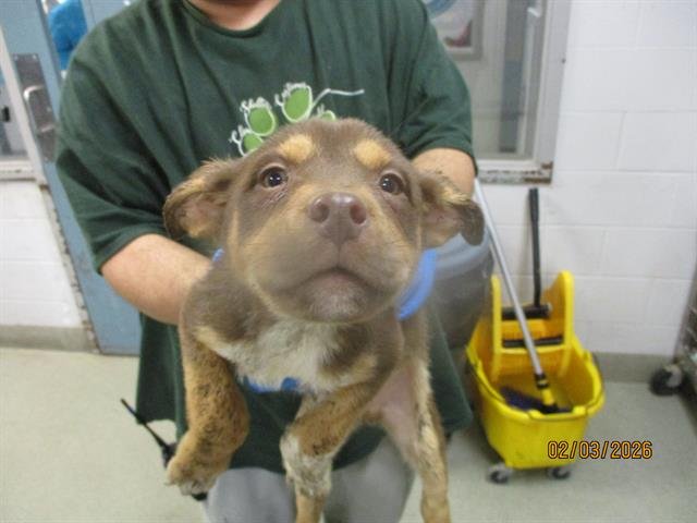 A469231 - Pit Bull Terrier available for adoption