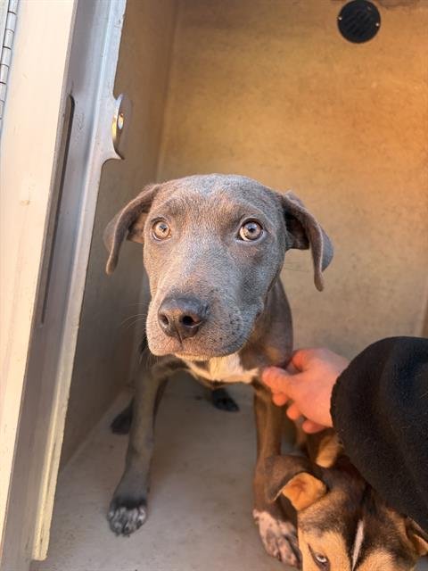 A466625 - Pit Bull Terrier available for adoption