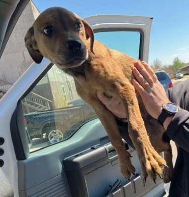 A471856 - Hound available for adoption