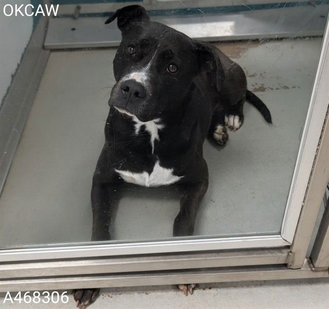 SABRINA - Pit Bull Terrier available for adoption