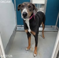 JELLYBEAN - Photo 1