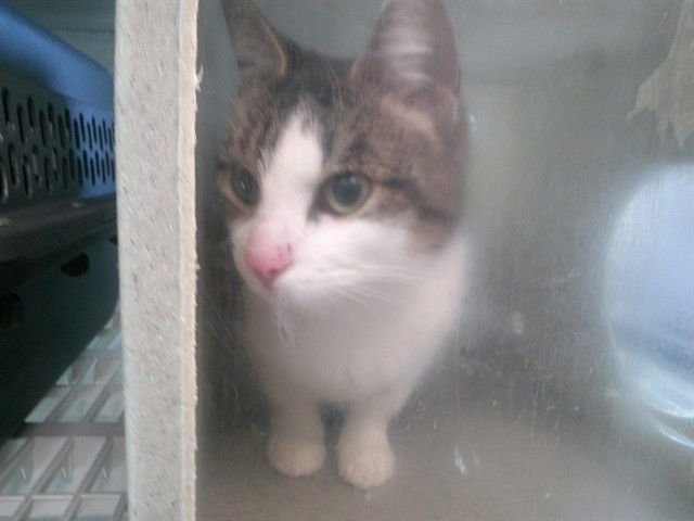 A467126 - Domestic Short Hair available for adoption