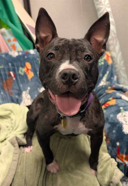 MAC - Pit Bull Terrier available for adoption