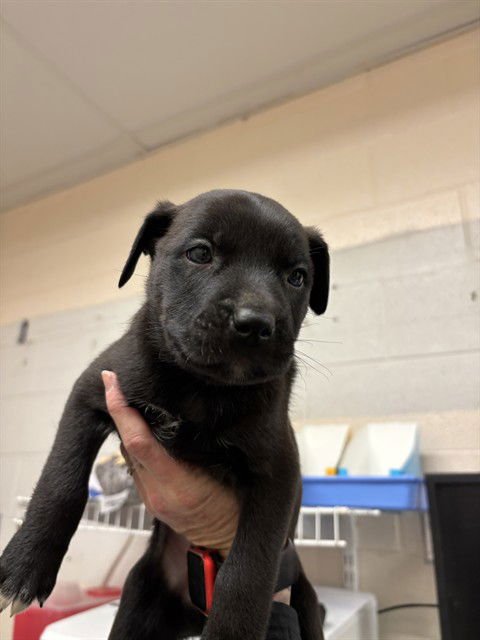 SUNKIST - Pit Bull Terrier available for adoption