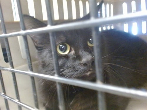 PUFF - Domestic Medium Hair for adoption in Oklahoma City