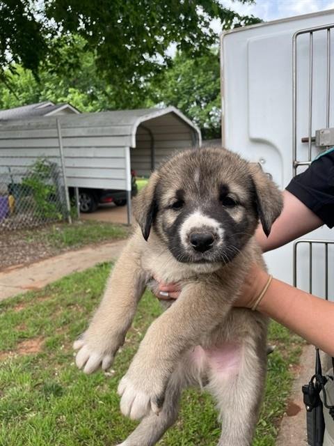 A473639 - Anatolian Shepherd available for adoption