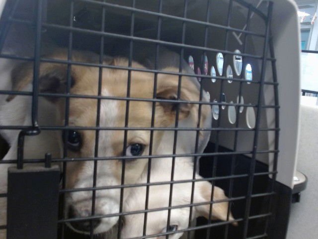 A469130 - Anatolian Shepherd available for adoption