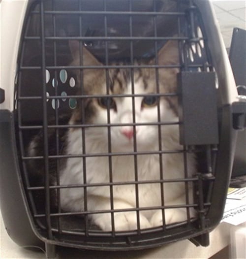 WILSON - Domestic Short Hair available for adoption