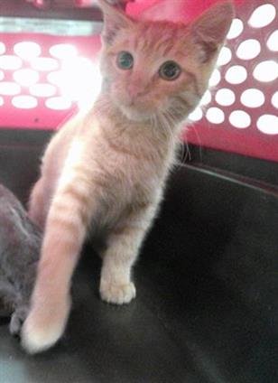 A468245 - Domestic Short Hair available for adoption