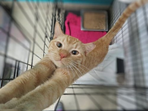 NOTCH - Domestic Short Hair available for adoption