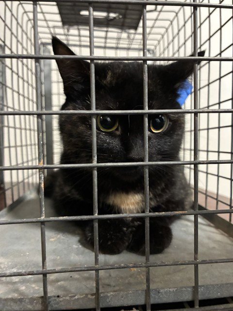 A480344 - Domestic Short Hair for adoption in Oklahoma City