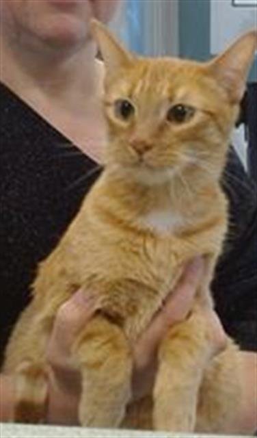 RED - Domestic Short Hair available for adoption