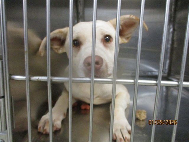 SUZY - Terrier available for adoption