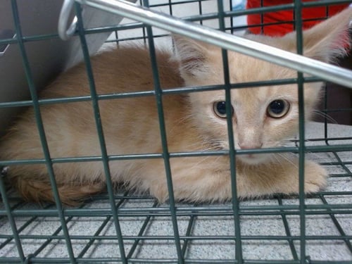 A478224 - Domestic Short Hair available for adoption