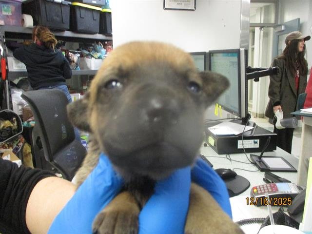 ROMEO - American Pit Bull Terrier available for adoption