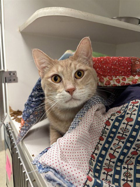 WHISKEY - Domestic Short Hair available for adoption