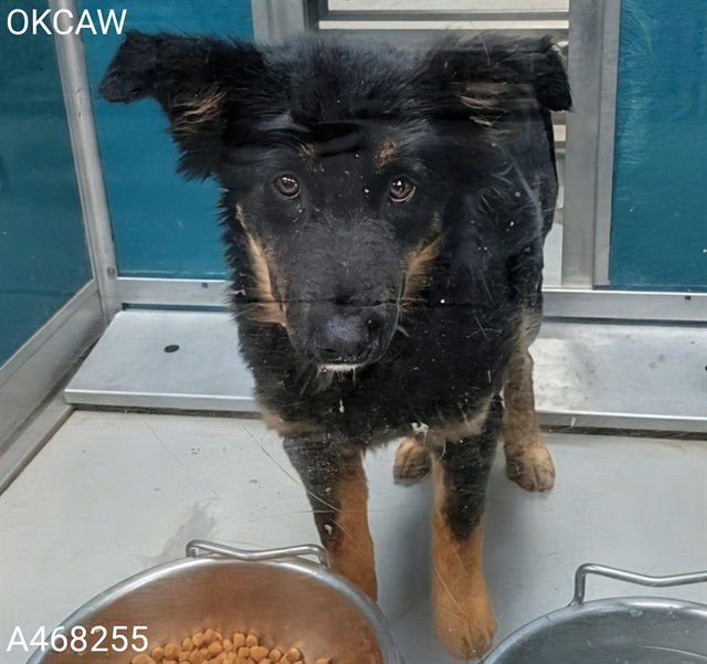 A468255 - German Shepherd Dog available for adoption