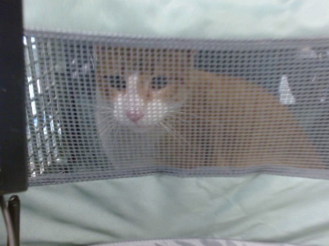 A468814 - Domestic Short Hair available for adoption