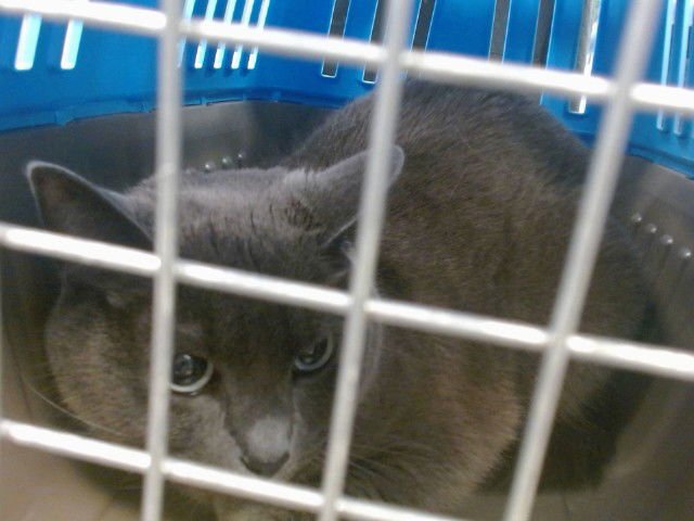 WINONA - Domestic Short Hair available for adoption