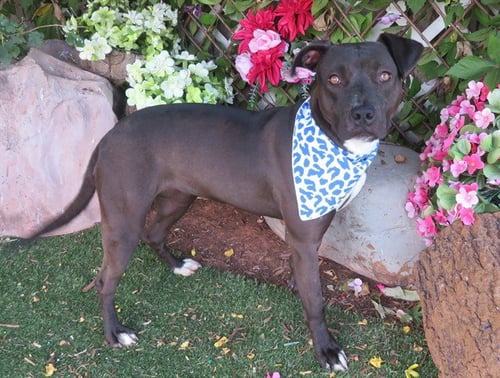 PENNY - Pit Bull Terrier available for adoption