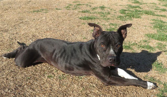 ROSIE - Pit Bull Terrier available for adoption