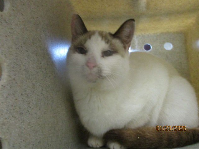 A468848 - Domestic Short Hair available for adoption