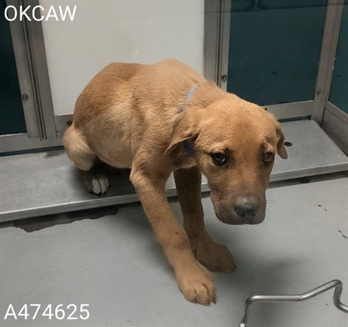 A474625 - Hound available for adoption