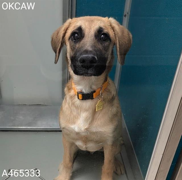 WATSON - Anatolian Shepherd available for adoption