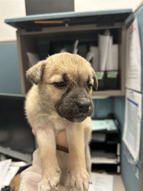 BLOSSOM - Black Mouth Cur available for adoption