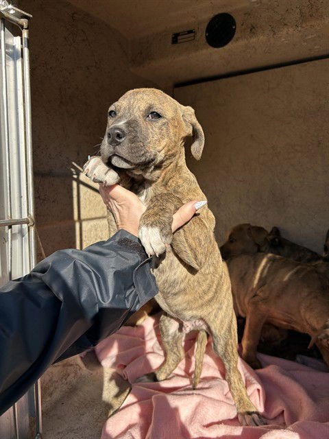 A467268 - Pit Bull Terrier available for adoption