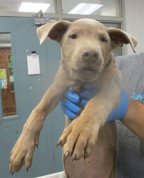 NOODLE - German Shepherd Dog available for adoption