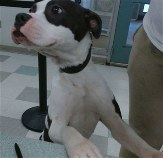 SMITTY - Staffordshire Bull Terrier available for adoption