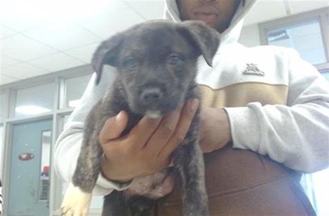 MILO - American Pit Bull Terrier available for adoption