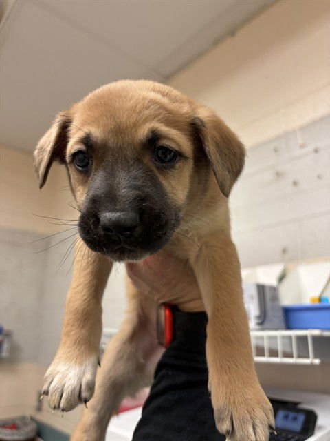 FANTA - Pit Bull Terrier available for adoption