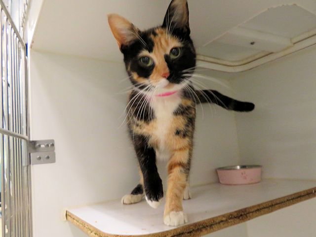 A468243 - Domestic Short Hair available for adoption