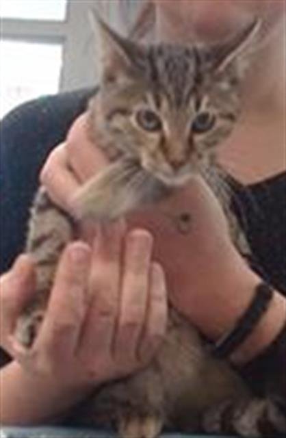 TIGRESS - Domestic Short Hair available for adoption