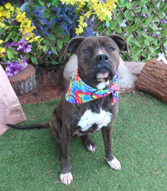 TIZZY - Staffordshire Bull Terrier available for adoption