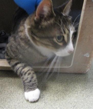 A468810 - Domestic Short Hair available for adoption