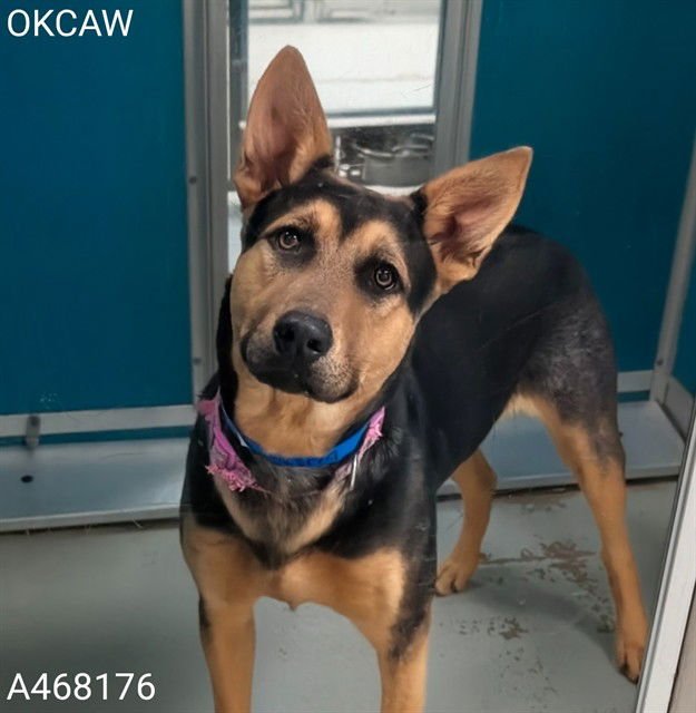 BEAR - German Shepherd Dog available for adoption