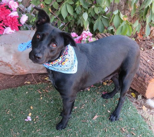 MADISON - Australian Cattle Dog/Blue Heeler available for adoption