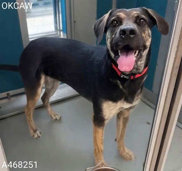 MISHKA - Black Mouth Cur available for adoption